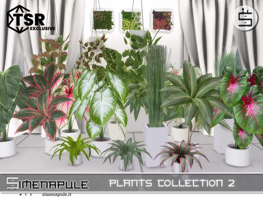 Plants Collection 2
