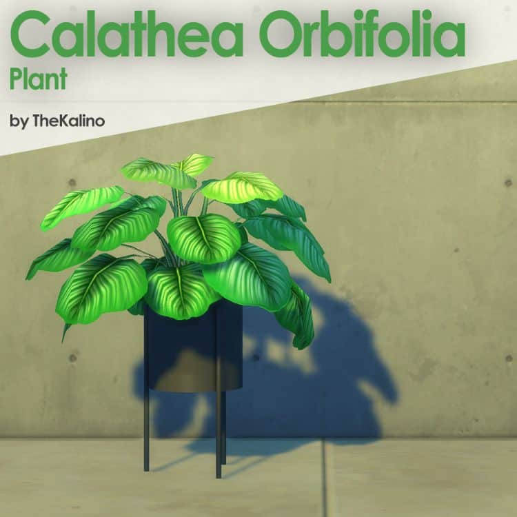 Calathea Orbifolia Plant CC
