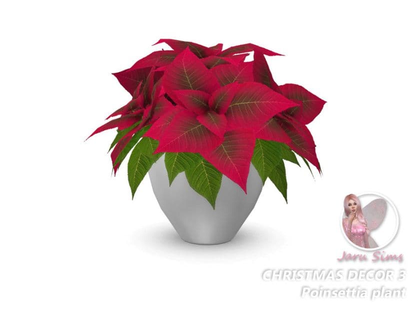 Christmas Poinsettia Plant