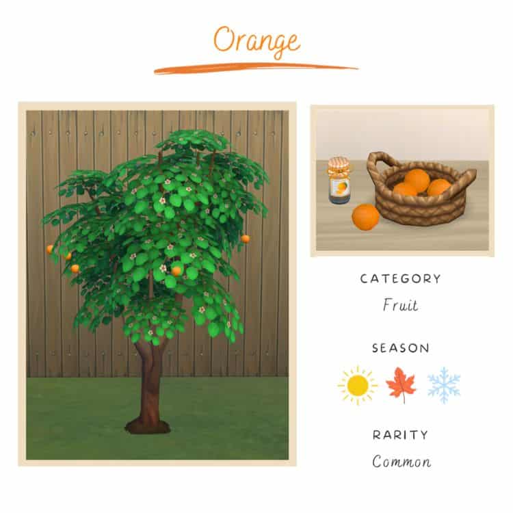 Harvestable Orange Tree