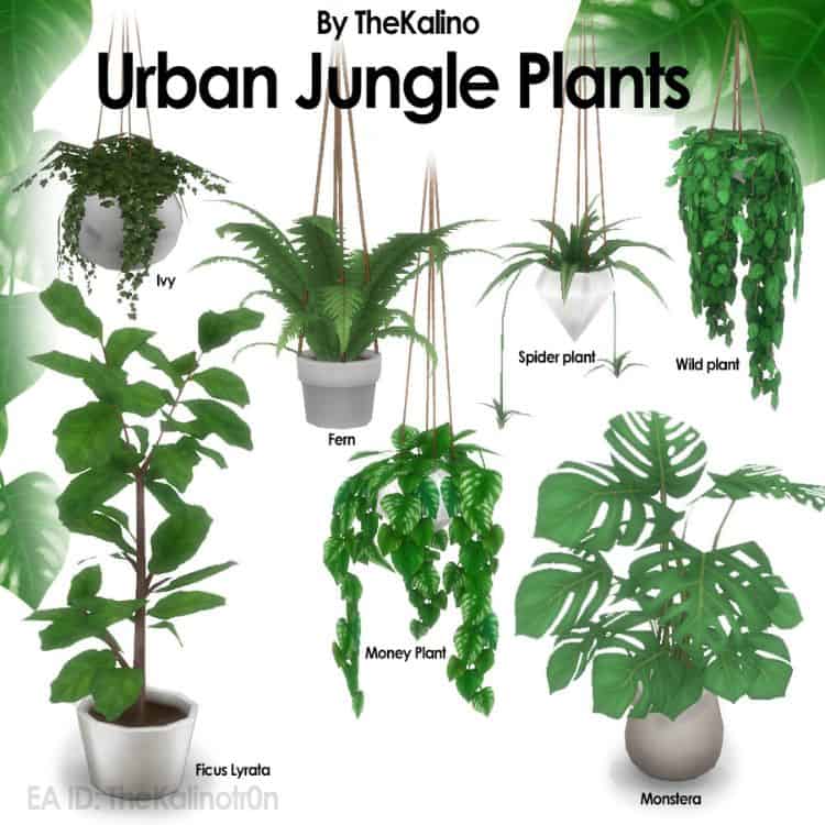 Urban Jungle Plants